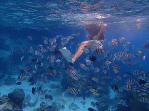 Aquarium: Snorkeling with fishes